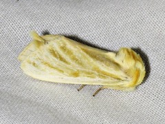 Antheua simplex
