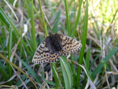 Boloria polaris
