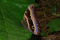 Caligo oberthurii