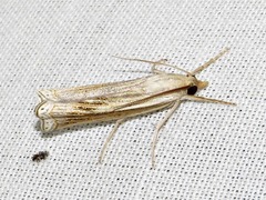 Ancylolomia simplella