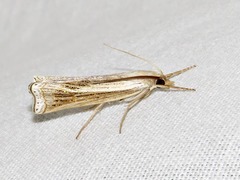 Ancylolomia simplella