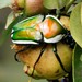 Escarabajo Florido de Derby - Photo (c) nick-de-swardt, algunos derechos reservados (CC BY-NC)