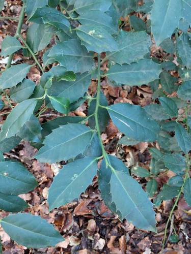 Ilex altaclerensis, photographed by an iNaturalist contributor