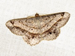 Chiasmia streniata streniata