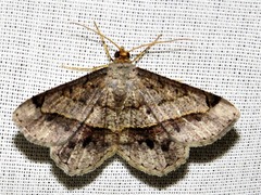 Chiasmia streniata streniata