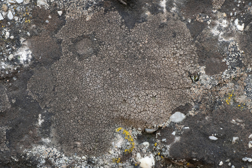bradavnica černastá (Verrucaria nigrescens)