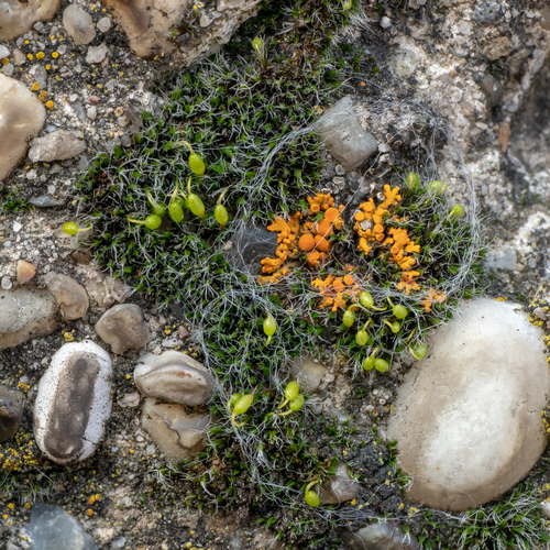drobivka vankúšikovitá (Grimmia pulvinata)