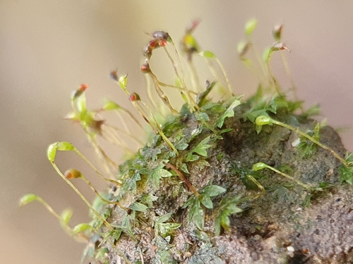 Image of Fissidens incurvus by no rights reserved