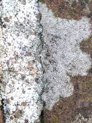 Lecanora campestris