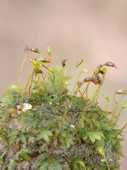 Fissidens incurvus
