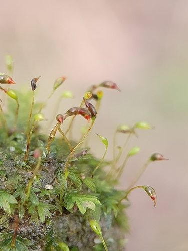 Image of Fissidens incurvus by no rights reserved
