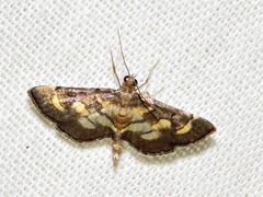 Syngamia