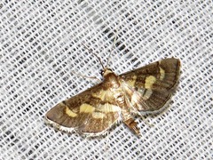 Syngamia