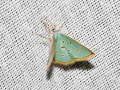 Comostolopsis stillata stillata