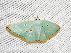 Comostolopsis stillata stillata