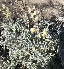 Astragalus miguelensis