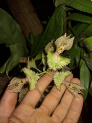 Catasetum fimbriatum