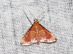 Endotricha erythralis