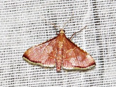 Endotricha erythralis