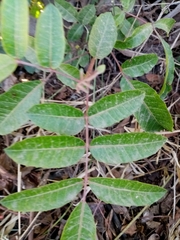 Rhus javanica