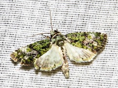 Iambia melanochlora