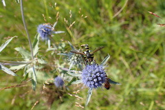 Conops flavipes