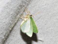 Chlorissa attenuata