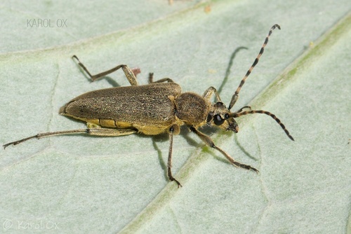 fuzáč zelený (Lepturobosca virens)