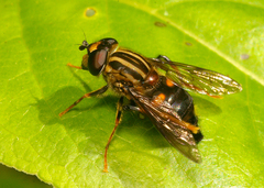 Helophilus antipodus