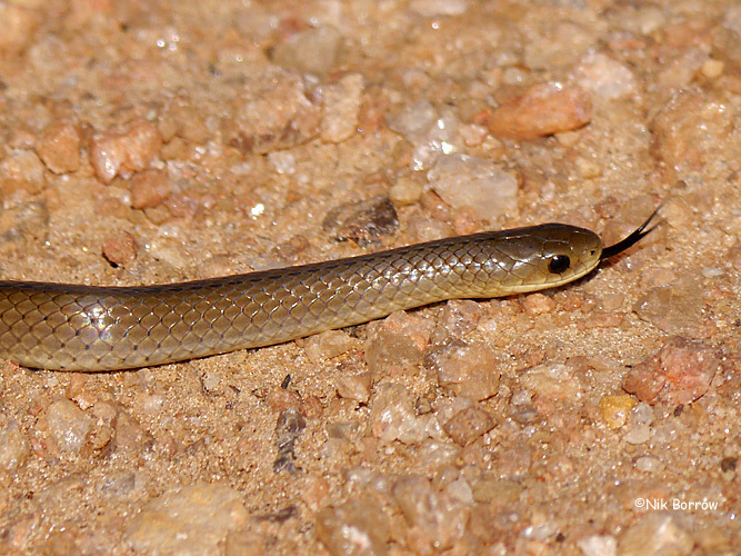 Shire Slug Eater