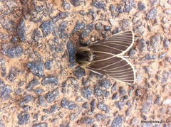Lemonia philopalus