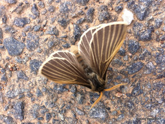 Lemonia philopalus