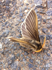Lemonia philopalus