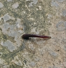 Haemopis sanguisuga