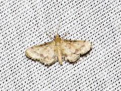 Idaea squamulata