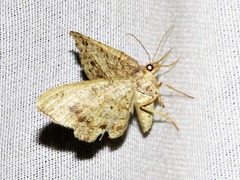 Chiasmia streniata
