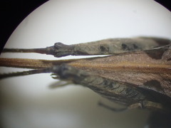 Tetrix ceperoi