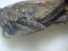 Tetrix ceperoi