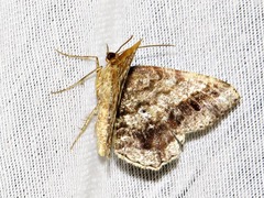 Chiasmia sororcula