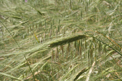 Triticum dicoccoides