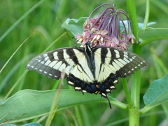 Papilio canadensis × glaucus