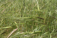Triticum dicoccoides