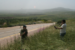 Triticum dicoccoides