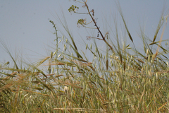 Triticum dicoccoides