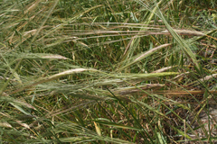 Triticum dicoccoides