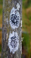 Mycoblastus sanguinarioides