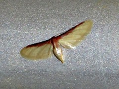 Idaea umbricosta