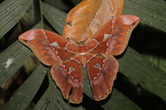 Rothschildia aurota