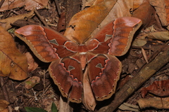 Rothschildia aurota