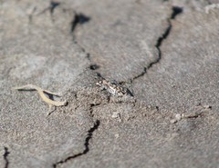 Cicindela trifasciata australis